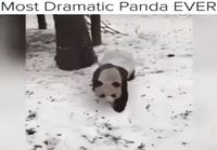Pandan mäenlasku