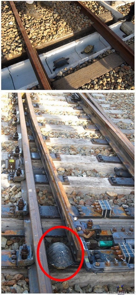 Japanilaiset kilpikonnatunnelit - Junat myöhästelee kun kilpparit tukkivat rautatiet