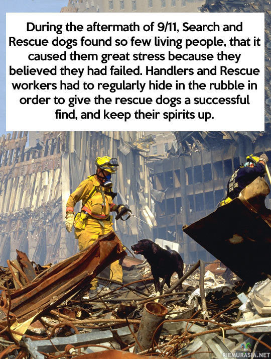 WTC pelastuskoirat