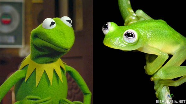 Sammakkolaji joka näyttää Kermitiltä - The lime-green amphibian, glass frog. Löytynyt Costa Ricasta