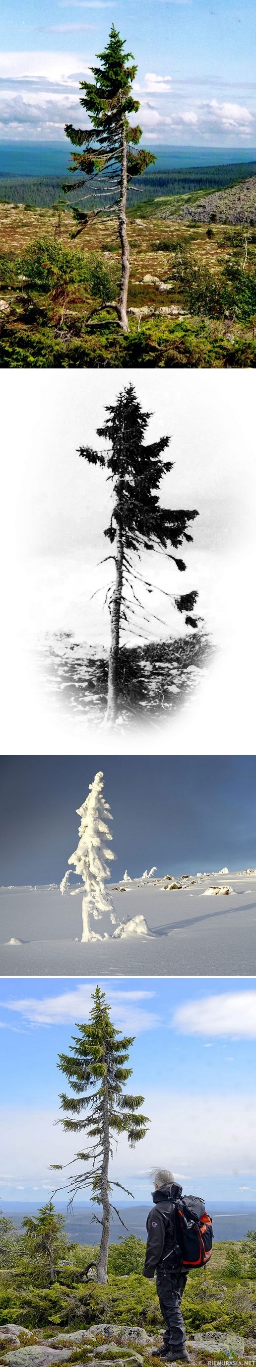 Maailman vanhin puu - Ruotsista http://news.nationalgeographic.com/news/2008/04/080414-oldest-tree.html