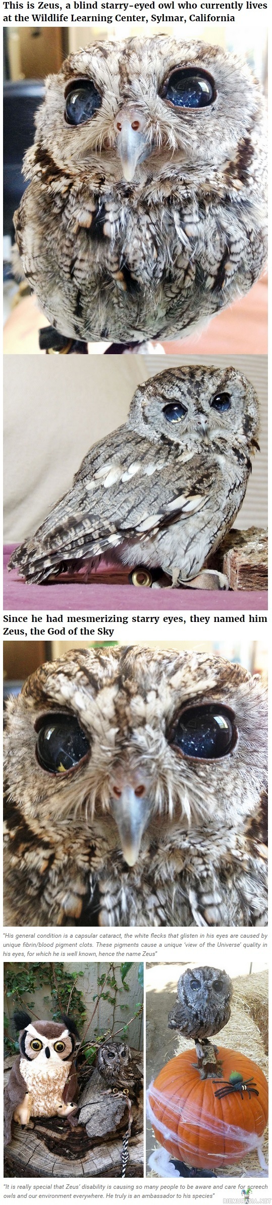 Zeus pöllö