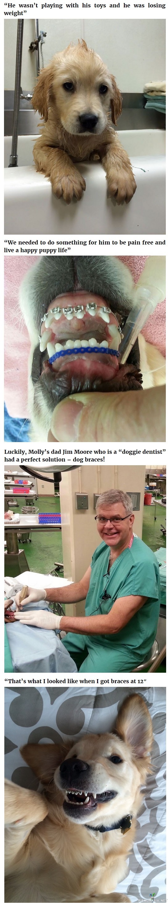 Koiralle hammasraudat