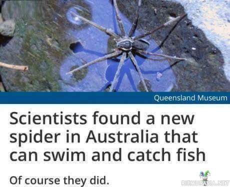 Tietysti löytyi... - http://www.sciencealert.com/scientists-found-a-new-spider-in-australia-that-can-swim-and-catch-fish