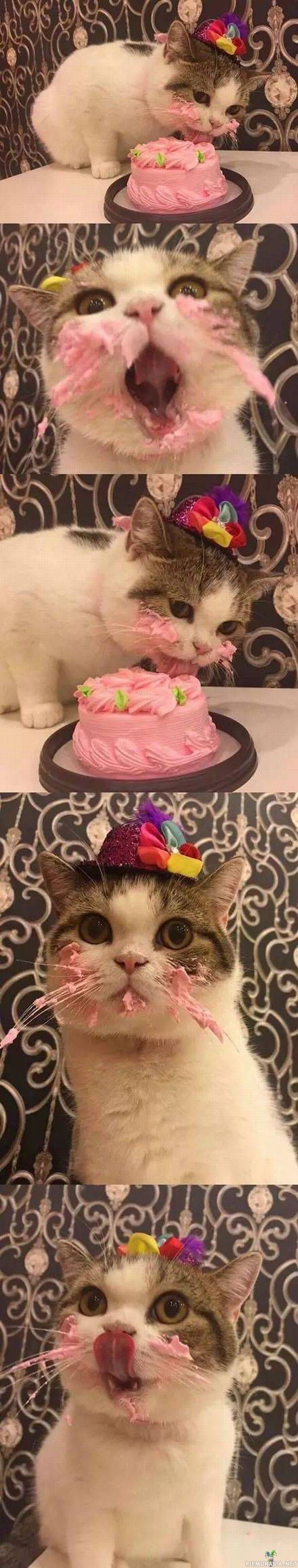 Kissalla kakkupäivät