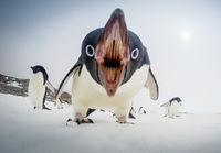 Pingviini