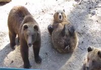 Karhut kerjää ruokaa