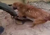 Koira pelastaa pentunsa tulvatalosta