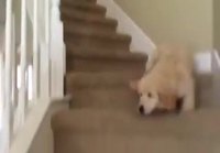 Koira valuu portaat alas