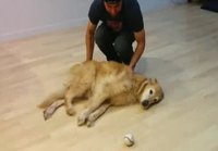 Koira noutaa palloa