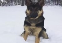 Koira etsii palloa lumesta