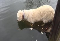 Koira odottaa kalaa