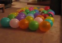 Koira tuhoaa ilmapalloja