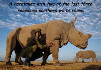 Northern white rhinoceros