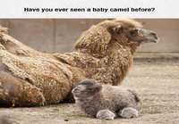 Vauva kameli
