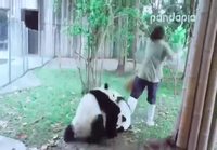 Pandat auttaa