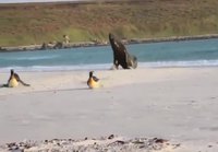 Hylje paimentaa pingviinejä