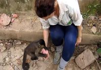 Apina tahtoisi ihmisen apua