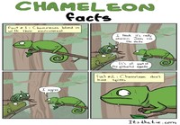 Kameleontti faktat