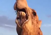 Kamelin piikikäs purtava