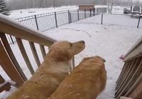 Koira napsii lunta