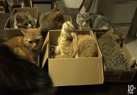 Kissat laatikoissa