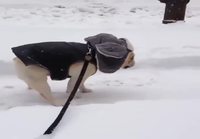 Koira sutii lumessa