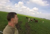 Mies röyhtäilee lehmille