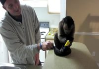 Apina maistaa sitruunaa