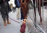 Koira tapaa hevosen