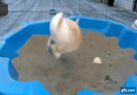 Kani leikkii hiekassa