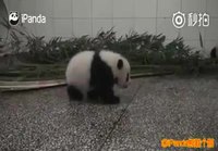 Pandalla hikka