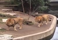 Leijona pulahtaa