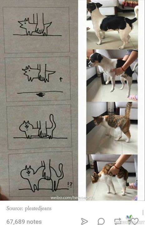 Kissat ja koirat - Eläinten nostaminen
