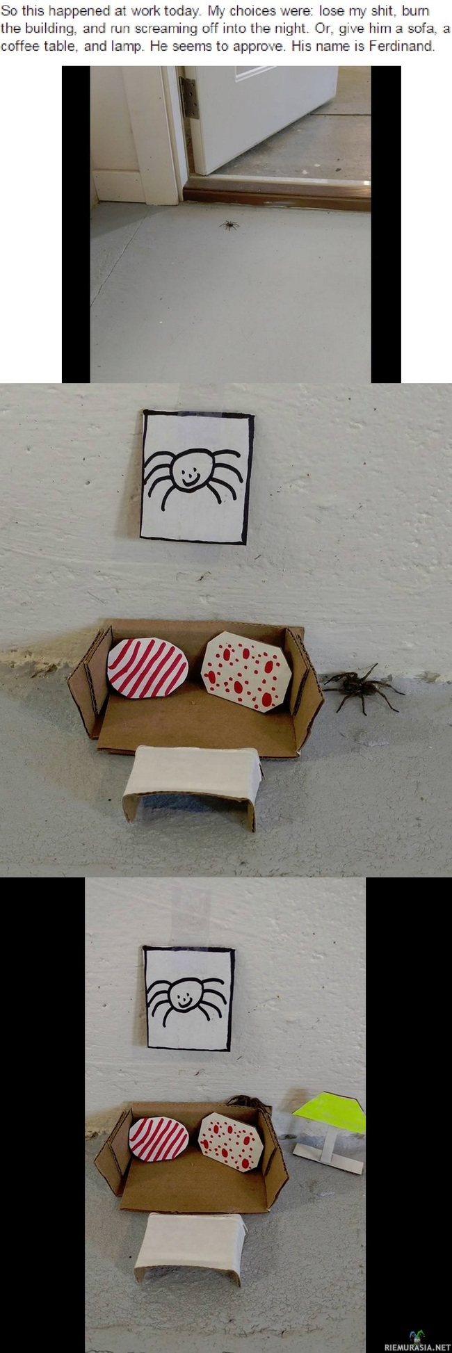 Löytynyt pieni hämähäkki