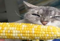 Kissa syö maissia