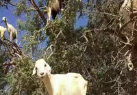 Tree of goats!?