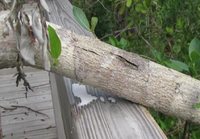 Meet the world's most dangerous tree - the deadly Manchineel.