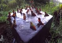 Hummingbird Pool Party