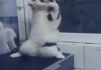 Kissa tanssii