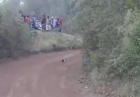 Koira eksynyt reitille
