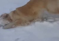 Koira ja lumi