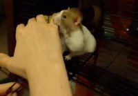 Hamsteri ja käsi