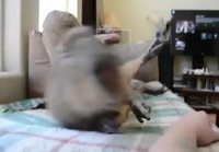 Kapybaran rapsuttelua
