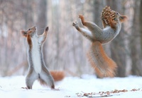 Oravat