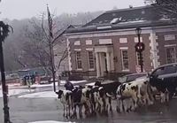 Lehmät tippu kyydistä
