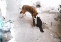 Äiti kissa esittelee pennut koira kaverille