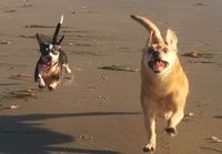 Koirat innoissaan hiekkarannalla