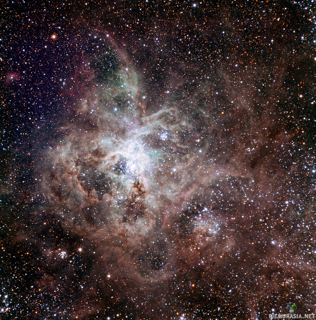 Tarantula Nebula - Tarantellasumu on Suuressa Magellanin Pilven kirkkain tähtisumu. Suuri Magellanin Pilvi on eteläisellä pallonpuoliskolla näkyvä noin 163 000 valovuoden päässä sijaitseva Linnunradan kiertolaisgalaksi. Tarantellasumun valaisee sen keskusta dominoiva tähtiröykkiö R136, jossa leijailee useita suurimpia ja kirkkaimpia (toistaiseksi) tunnettuja tähtiä koko universumissa. Sumun suurin, nuori tähti R136a1 on 316 Auringon massainen, 8,6 miljoonaa kertaa Aurinkoa kirkkaampi sininen hyperjättiläinen, joka polttaa itseään loppuun useita satoja kertoja Aurinkoamme nopeammin. R136a1 saattaa lopettaa tiensä hypernovaan, räjähdykseen joka on niin väkivaltainen ettei termi &quot;supernova&quot; enää riitä. Tarantellasumu on niin kirkas, että jos se sijaitsisi Orionin tähtisumun etäisyydellä maapallosta, sen valo langettaisi varjoja maahan.