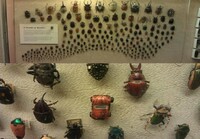 A world of beetles